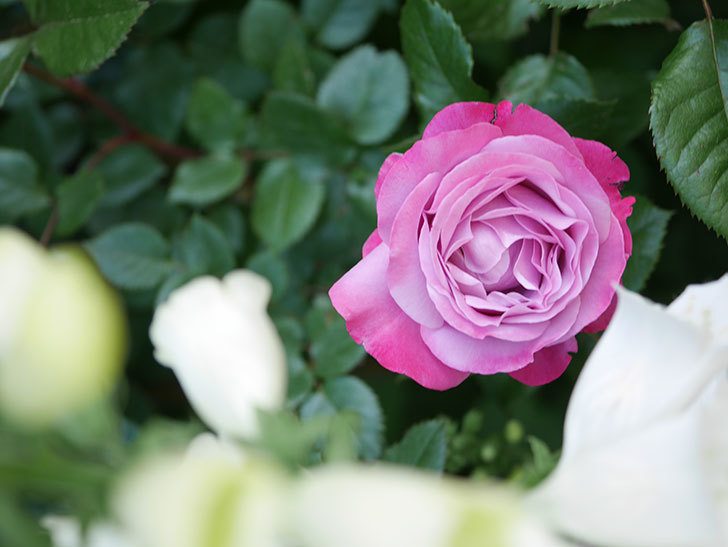 ミュリエル・ロバン(Muriel Robin)の花が綺麗に咲いた。2021年-001.jpg