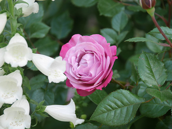 ミュリエル・ロバン(Muriel Robin)の花が綺麗に咲いた。2021年-009.jpg