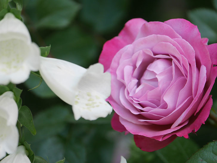 ミュリエル・ロバン(Muriel Robin)の花が綺麗に咲いた。2021年-010.jpg