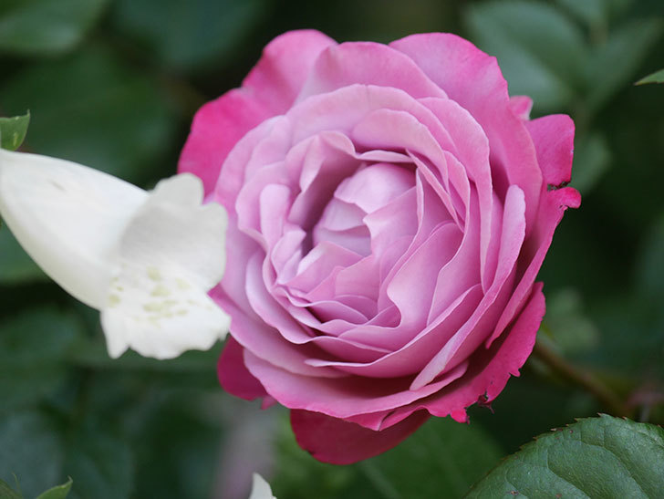 ミュリエル・ロバン(Muriel Robin)の花が綺麗に咲いた。2021年-011.jpg