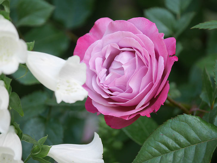 ミュリエル・ロバン(Muriel Robin)の花が綺麗に咲いた。2021年-013.jpg