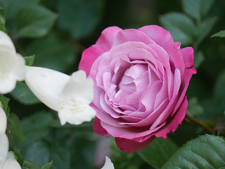 ミュリエル・ロバン(Muriel Robin)の花が綺麗に咲いた。2021年-014.jpg