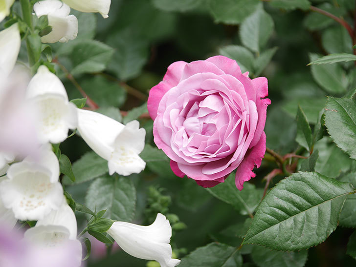 ミュリエル・ロバン(Muriel Robin)の花が綺麗に咲いた。2021年-015.jpg