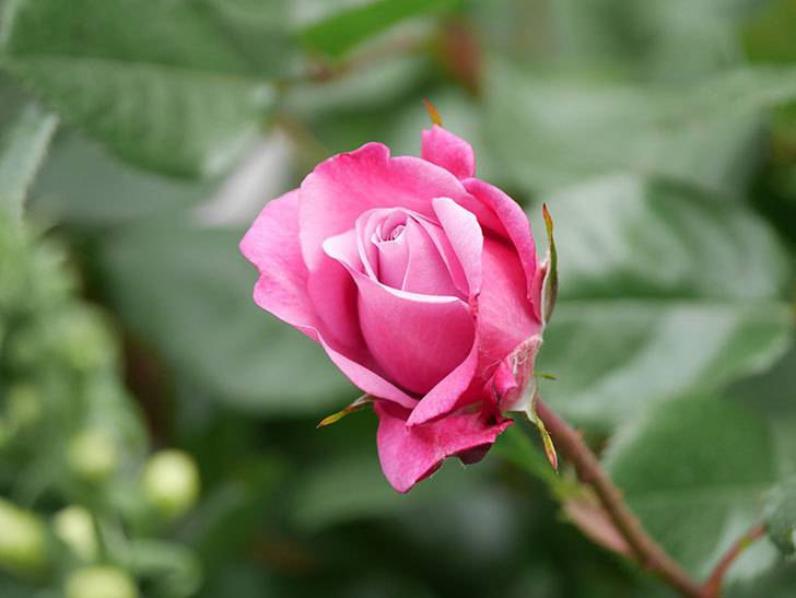 ミュリエル・ロバン(Muriel Robin)の花が綺麗に咲いた。2021年-018.jpg
