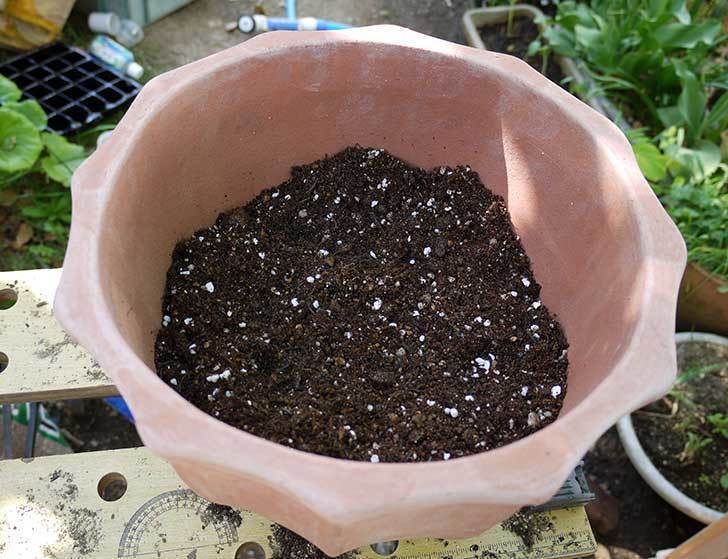 ミリオンベルのイエローをテラコッタ鉢に植えた2.jpg