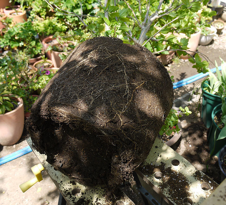 ムクゲを12号鉢に植え替えた。2016年-7.jpg