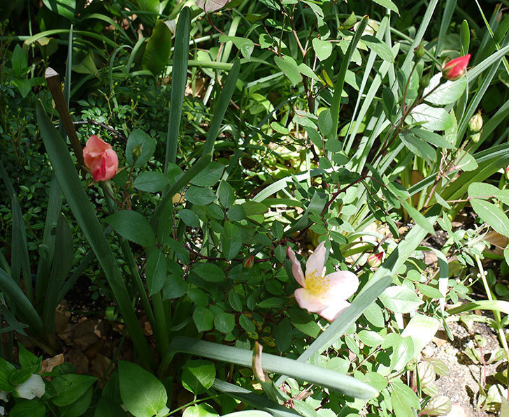 ムタビリス(木立バラ)に2個目の花が咲いた。2017年-2.jpg