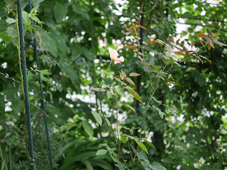 ムタビリス(木立バラ)の2番花が咲いた。2019年-4.jpg