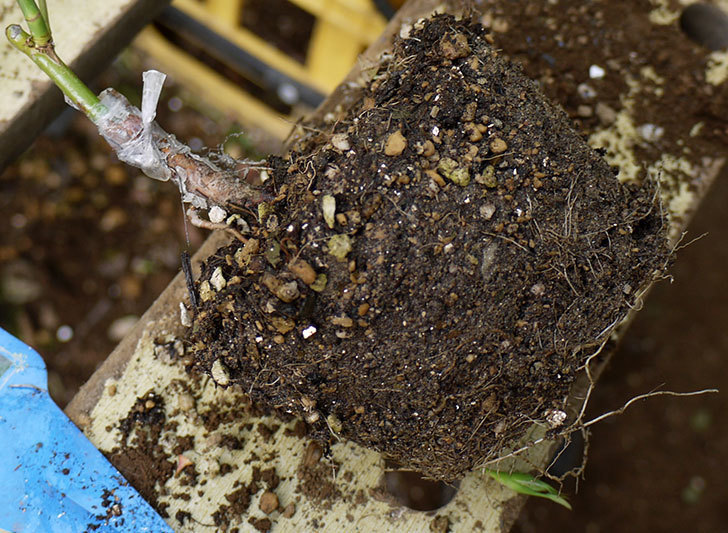 ムタビリス(木立バラ)の新苗を5号ロングスリット鉢に植えた。2016年-3.jpg