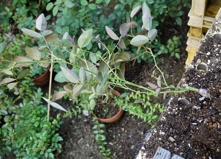 ムタビリス(木立バラ)の新苗を7号ロングスリット鉢に鉢増しした。2016年-3.jpg