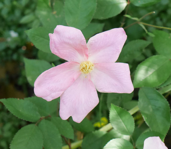 ムタビリス(木立バラ)の花がピンクになってきた。2018年-7.jpg