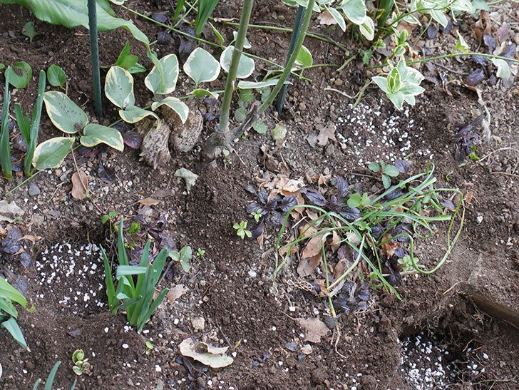 ムタビリス(Mutabilis)に寒肥を施した。木立バラ。2021年-012.jpg