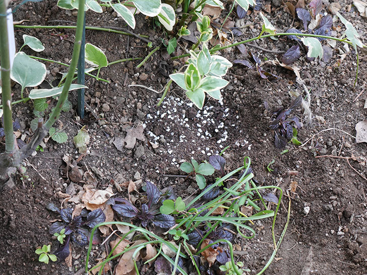 ムタビリス(Mutabilis)に寒肥を施した。木立バラ。2021年-014.jpg