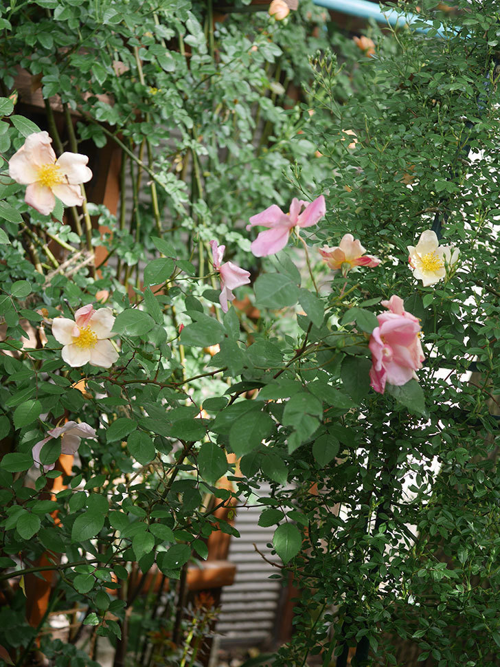 ムタビリス(Mutabilis)の花が咲いた。木立バラ。2022年-004.jpg