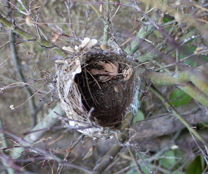 メジロの巣が剪定したモミジの枝に付いていた。2017年-1.jpg