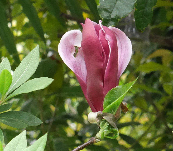 モクレンの花が増えてきた。2018年-2.jpg