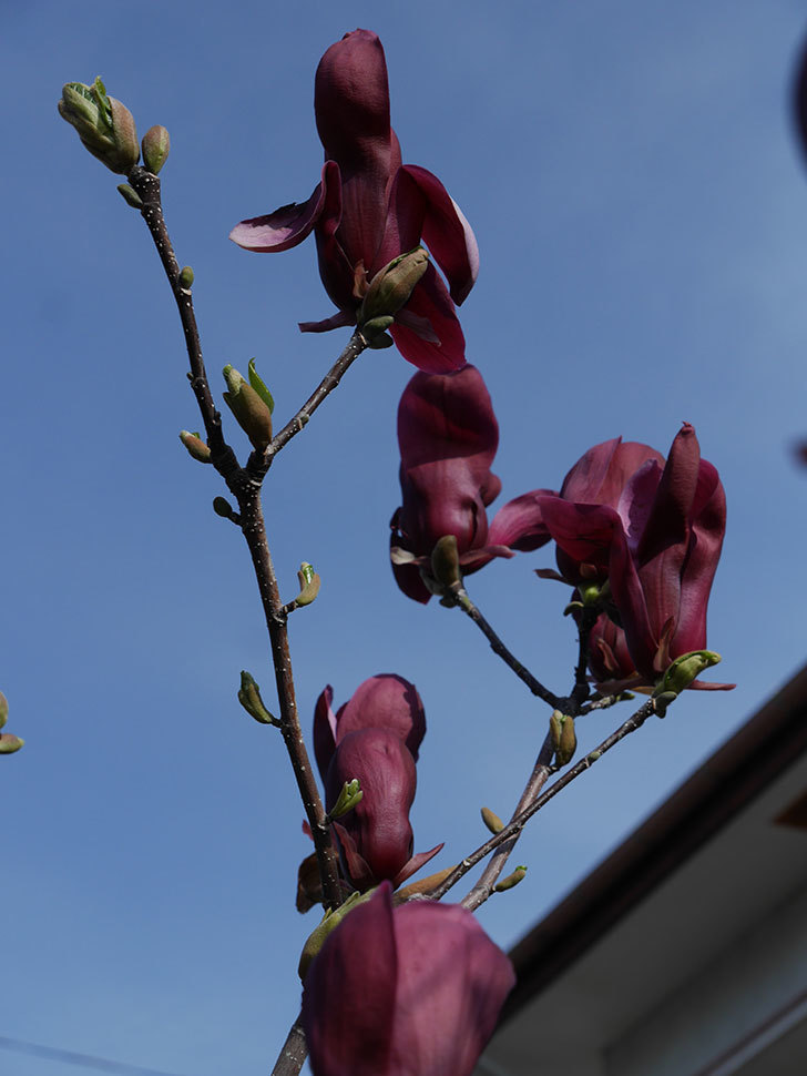 モクレン（木蓮）の花が咲いた。2021年-029.jpg