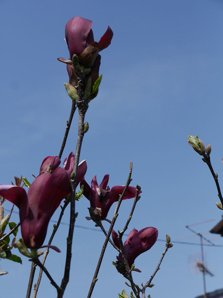 モクレン（木蓮）の花が咲いた。2021年-051.jpg
