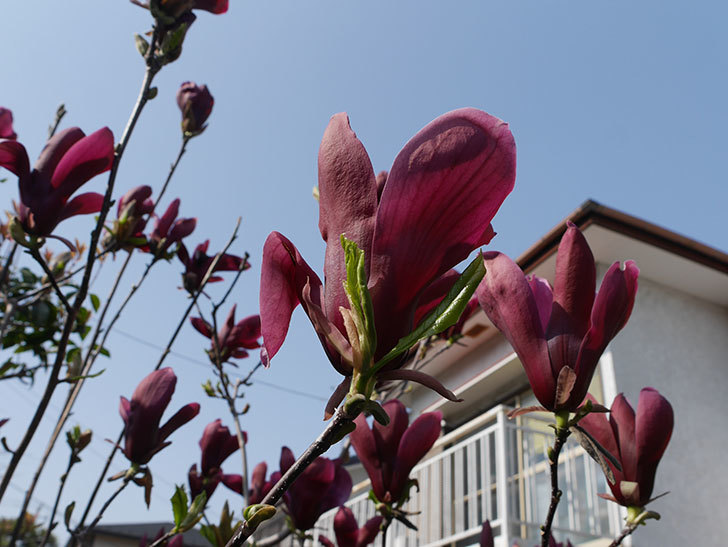 モクレン（木蓮）の花が咲いた。2021年-052.jpg