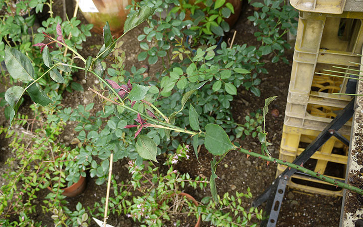 モダン・タイムズ(木立バラ)の新苗を8号のEUロングスリット鉢に鉢増しした。2016年-3.jpg