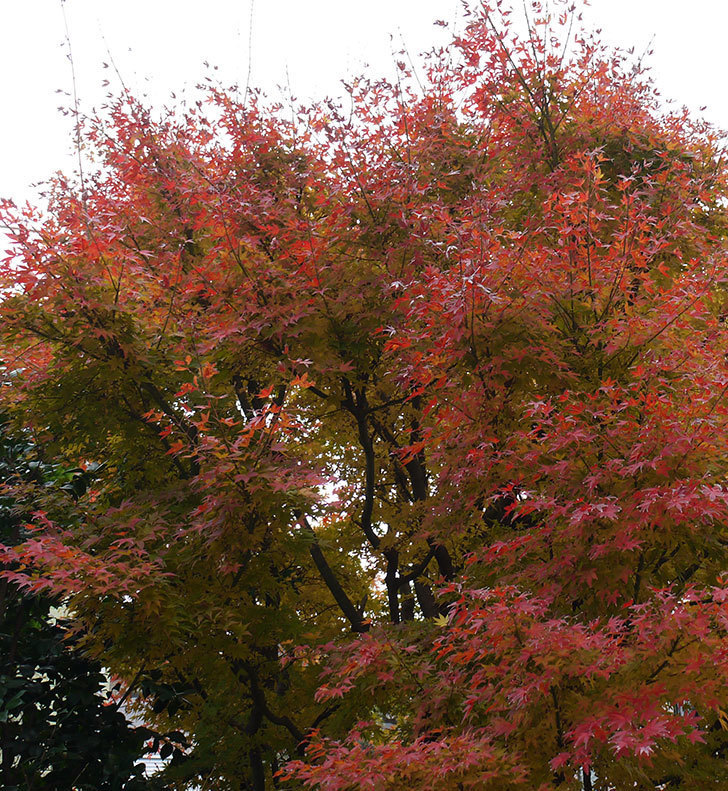 モミジの葉が紅葉して赤くなってきた。2016年-2.jpg