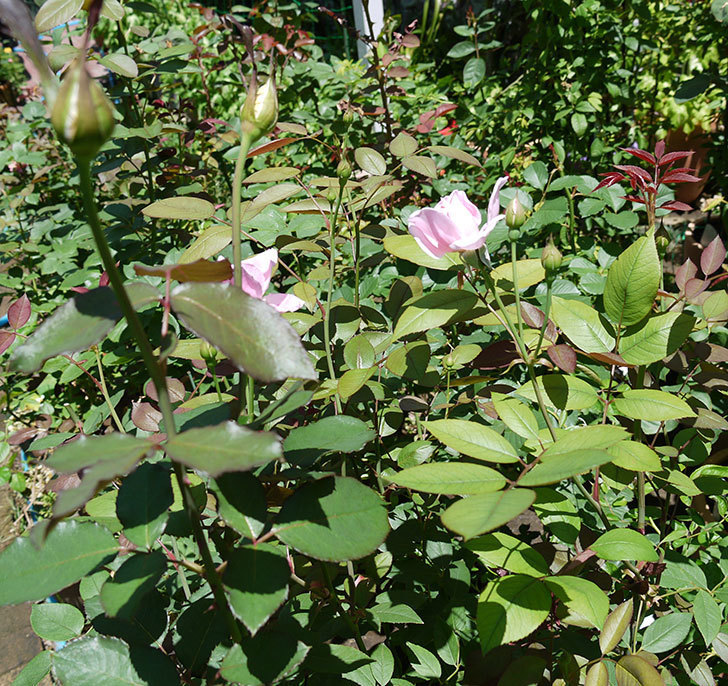 モーティマー・サックラー(ツルバラ)の2番花が咲いた。2017年-6.jpg
