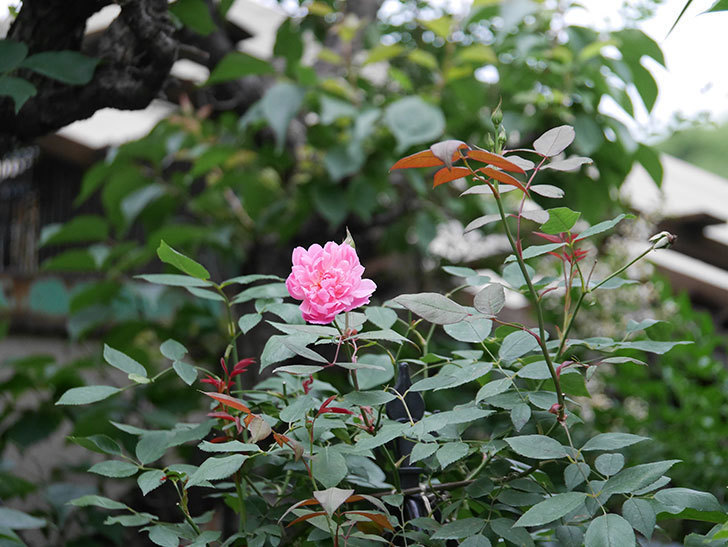 モーティマー・サックラー(ツルバラ)の2番花が咲いた。2019年-2.jpg