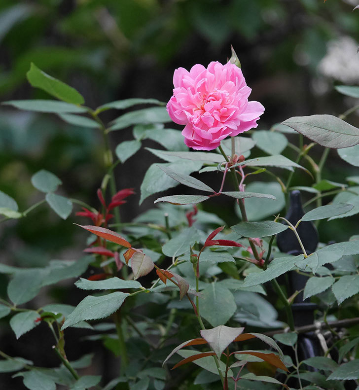 モーティマー・サックラー(ツルバラ)の2番花が咲いた。2019年-4.jpg