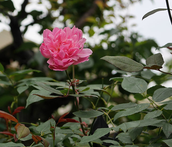 モーティマー・サックラー(ツルバラ)の2番花が咲いた。2019年-5.jpg
