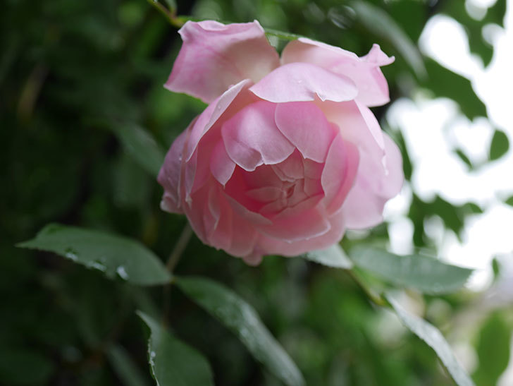 モーティマー・サックラー(ツルバラ)の花が咲いた。2018年-14.jpg