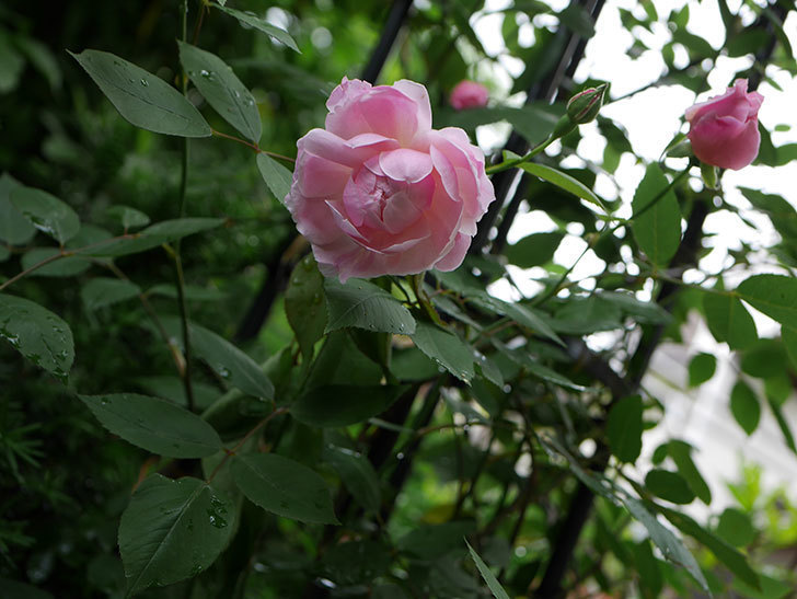 モーティマー・サックラー(ツルバラ)の花が咲いた。2018年-19.jpg