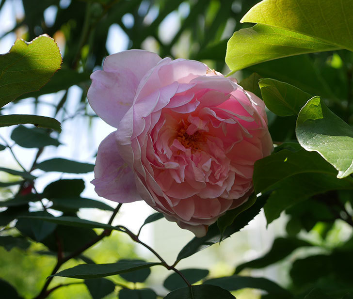モーティマー・サックラー(ツルバラ)の花が咲いた。2019年-11.jpg