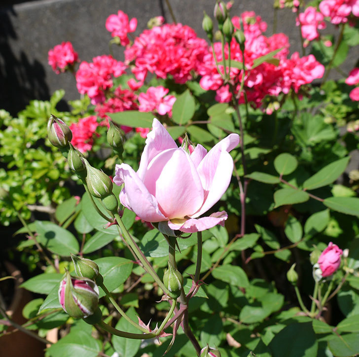 モーティマー・サックラー(ツルバラ)の花が咲きだした。2017年-2.jpg
