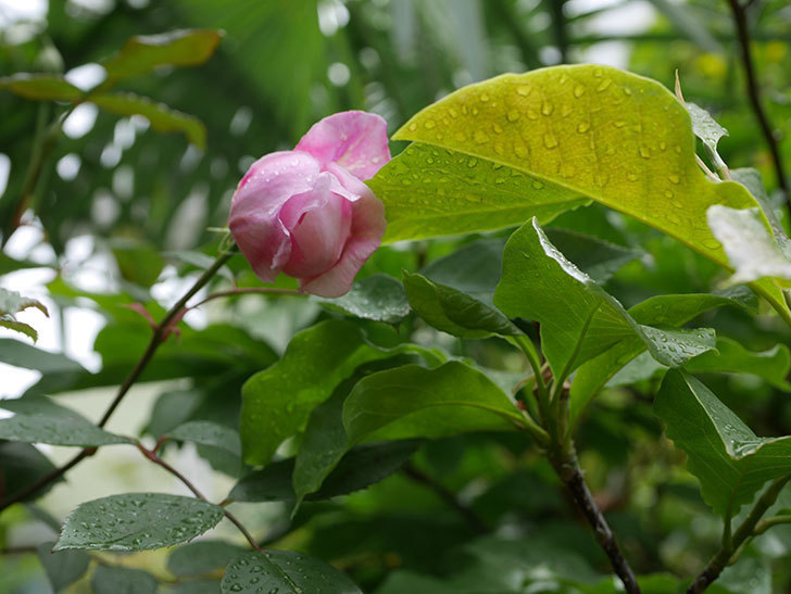 モーティマー・サックラー(ツルバラ)の花が少し咲いた。2019年-9.jpg