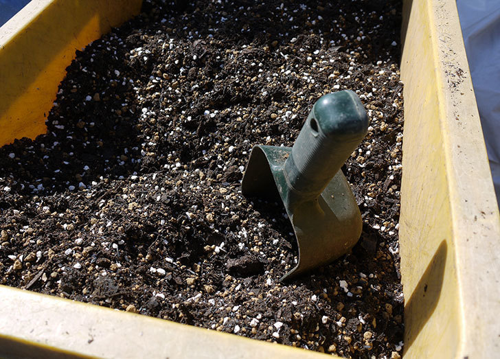 モーティマー・サックラー(ツルバラ)を鉢に植えた。2017年-3.jpg