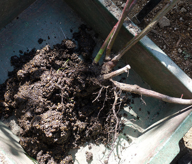 モーティマー・サックラー(ツルバラ)を鉢に植えた。2017年-4.jpg