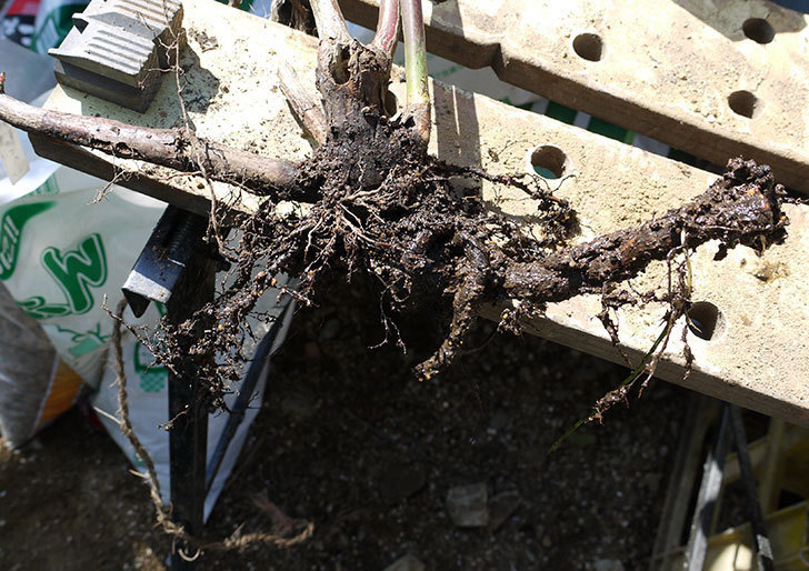モーティマー・サックラー(ツルバラ)を鉢に植えた。2017年-5.jpg