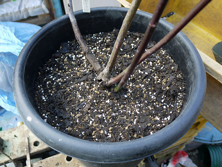 モーティマー・サックラー(ツルバラ)を鉢に植えた。2017年-7.jpg