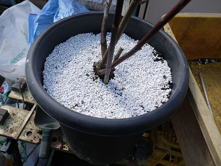 モーティマー・サックラー(ツルバラ)を鉢に植えた。2017年-8.jpg