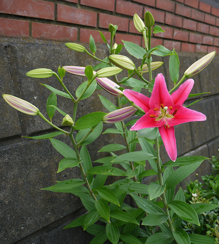 ユリ-ビビアナが咲いた。2016年-2.jpg