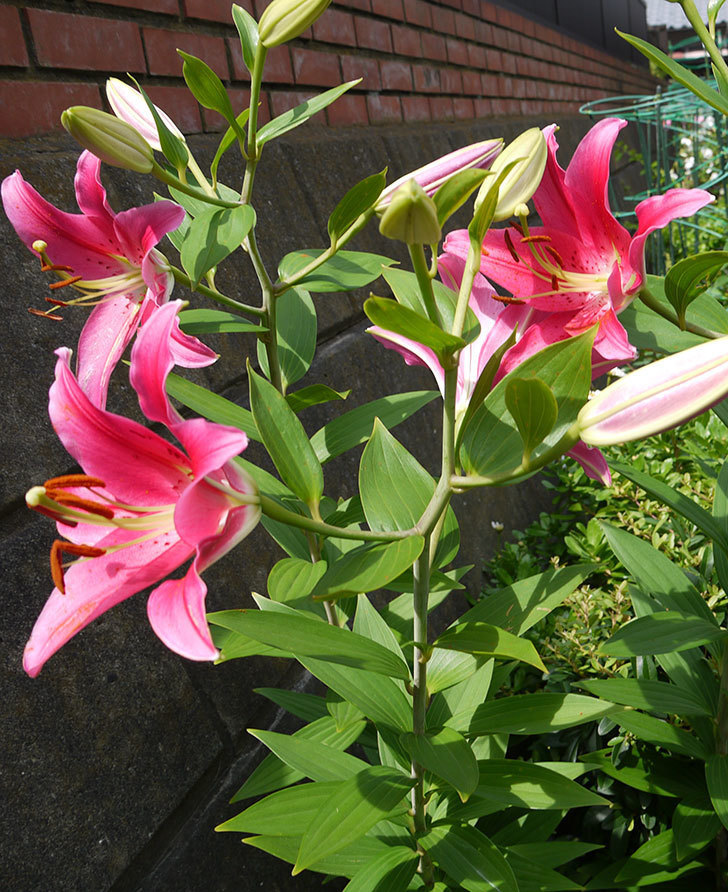 ユリ-ビビアナが更に咲いた。2016年-6.jpg