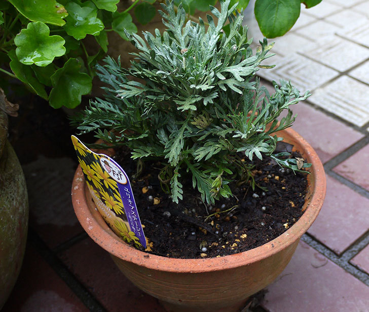 ユリオプスデージーを鉢の植えた1.jpg