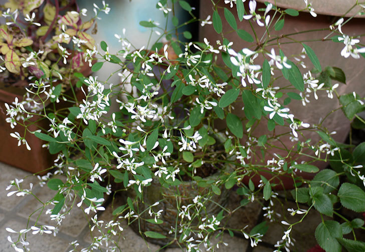 ユーフォルビアが綺麗に咲いた。2015年-1.jpg
