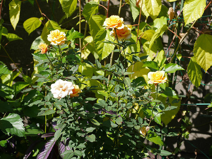 ライズンシャイン(Rise'n Shine)の秋花がまた咲いた。ミニバラ。2020年-002.jpg