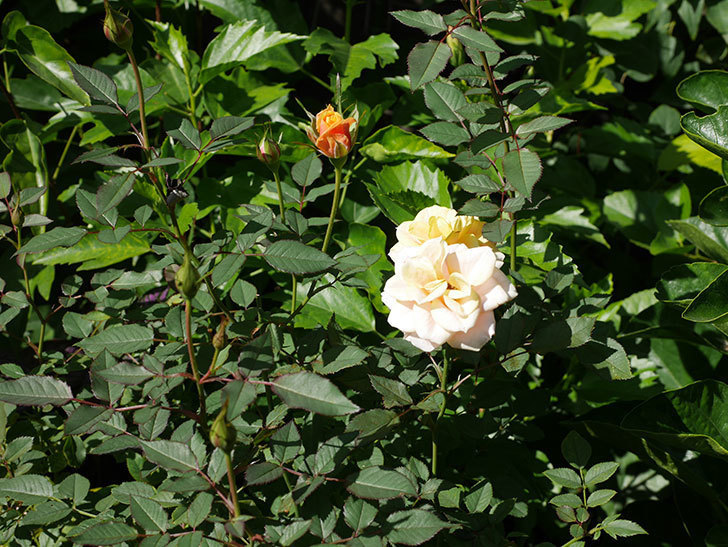 ライズンシャイン(Rise'n Shine)の秋花がまた咲いた。ミニバラ。2020年-014.jpg