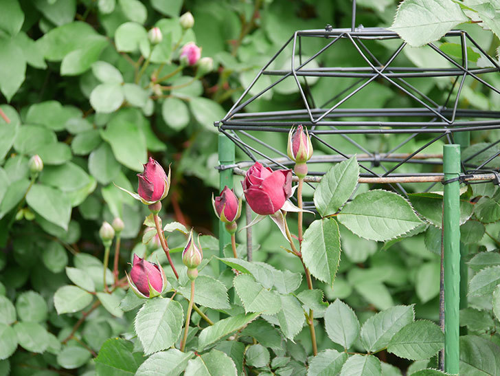 ライラ(Laylah)の花が咲きだした。半ツルバラ。2021年-002.jpg