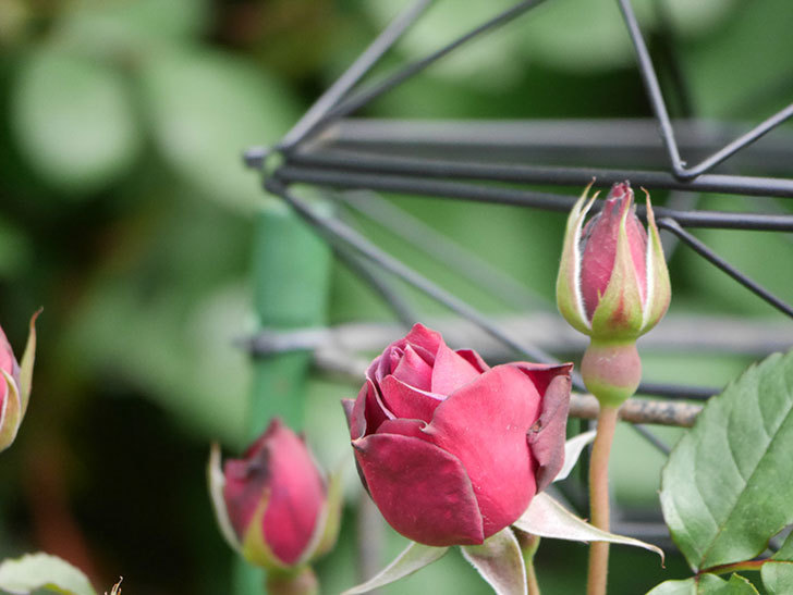 ライラ(Laylah)の花が咲きだした。半ツルバラ。2021年-004.jpg