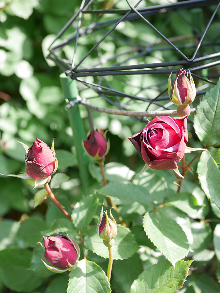 ライラ(Laylah)の花が咲きだした。半ツルバラ。2021年-012.jpg