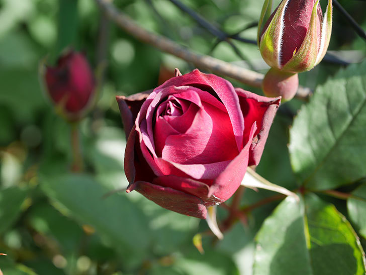 ライラ(Laylah)の花が咲きだした。半ツルバラ。2021年-014.jpg