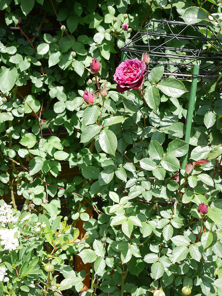 ライラ(Laylah)の花が咲きだした。半ツルバラ。2021年-020.jpg